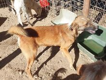 NICO, Hund, Mischlingshund in Rumänien - Bild 17