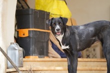 ELLETRA, Hund, Mischlingshund in Italien - Bild 13