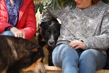 ELLETRA, Hund, Mischlingshund in Italien - Bild 14