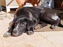 ELLETRA, Hund, Mischlingshund in Italien - Bild 24