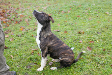 JERRY, Hund, Staffordshire Bull Terrier-Mix in Kroatien - Bild 2