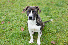 JERRY, Hund, Staffordshire Bull Terrier-Mix in Kroatien - Bild 5