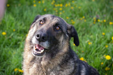 FELICIA, Hund, Deutscher Schäferhund-Mix in Kroatien - Bild 1