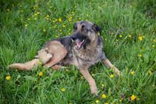 FELICIA, Hund, Deutscher Schäferhund-Mix in Kroatien - Bild 3