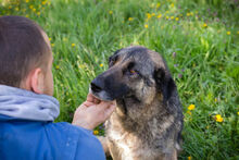 FELICIA, Hund, Deutscher Schäferhund-Mix in Kroatien - Bild 4