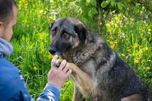 FELICIA, Hund, Deutscher Schäferhund-Mix in Kroatien - Bild 5