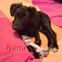 NENA, Hund, Mischlingshund in Waldkappel
