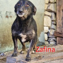 ZAFINA, Hund, Mischlingshund in Bulgarien