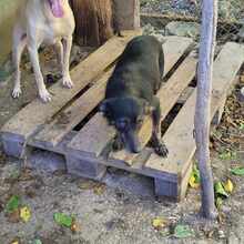 ZAFINA, Hund, Mischlingshund in Linnich - Bild 2