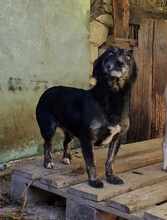 ZAFINA, Hund, Mischlingshund in Linnich - Bild 3