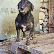 ZAFINA, Hund, Mischlingshund in Linnich - Bild 6