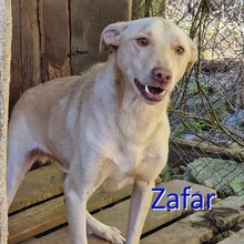 ZAFAR, Hund, Mischlingshund in Bulgarien
