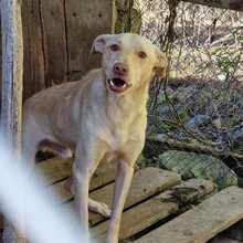 ZAFAR, Hund, Mischlingshund in Linnich - Bild 2