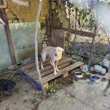 ZAFAR, Hund, Mischlingshund in Linnich - Bild 3