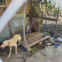 ZAFAR, Hund, Mischlingshund in Linnich - Bild 4