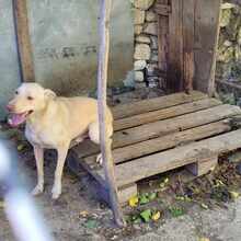 ZAFAR, Hund, Mischlingshund in Linnich - Bild 5