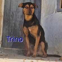 TRINO, Hund, Mischlingshund in Bulgarien
