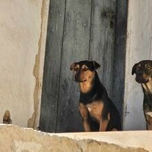 TRINO, Hund, Mischlingshund in Bulgarien - Bild 2