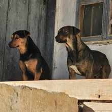 TRINO, Hund, Mischlingshund in Bulgarien - Bild 3