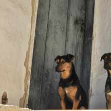 TRINO, Hund, Mischlingshund in Bulgarien - Bild 5