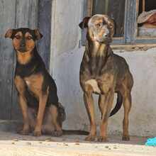 TRINO, Hund, Mischlingshund in Bulgarien - Bild 6