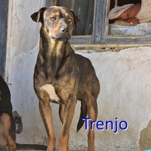 TRENJO, Hund, Mischlingshund in Bulgarien