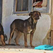 TRENJO, Hund, Mischlingshund in Bulgarien - Bild 2