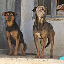 TRENJO, Hund, Mischlingshund in Bulgarien - Bild 3