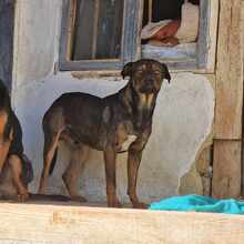 TRENJO, Hund, Mischlingshund in Bulgarien - Bild 4