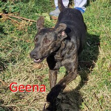 GEENA, Hund, Mischlingshund in Bulgarien