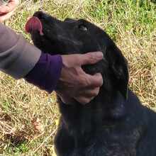 GEENA, Hund, Mischlingshund in Bulgarien - Bild 5