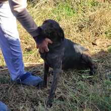 GEENA, Hund, Mischlingshund in Bulgarien - Bild 6