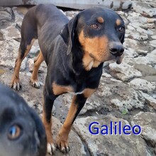 GALILEO, Hund, Mischlingshund in Bulgarien