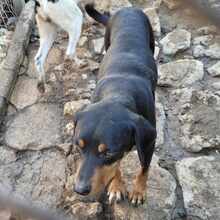 GALILEO, Hund, Mischlingshund in Bulgarien - Bild 3