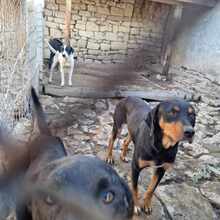 GALILEO, Hund, Mischlingshund in Bulgarien - Bild 4