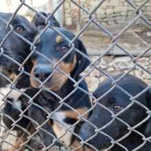 GALILEO, Hund, Mischlingshund in Bulgarien - Bild 5