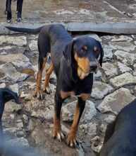 GALILEO, Hund, Mischlingshund in Bulgarien - Bild 6