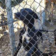 GONZO, Hund, Mischlingshund in Bulgarien - Bild 1