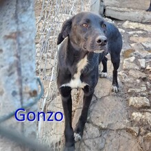 GONZO, Hund, Mischlingshund in Bulgarien - Bild 3