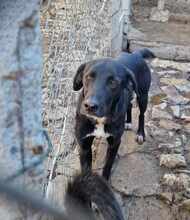 GONZO, Hund, Mischlingshund in Bulgarien - Bild 4