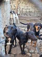 GONZO, Hund, Mischlingshund in Bulgarien - Bild 7