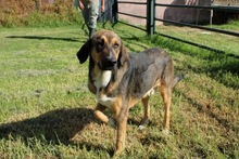 TOPO, Hund, Mastin del Pirineos in Spanien - Bild 1