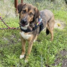 TOPO, Hund, Mastin del Pirineos in Spanien - Bild 2