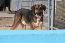 TOPO, Hund, Mastin del Pirineos in Spanien - Bild 5