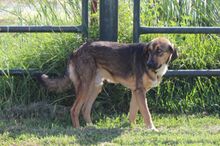 TOPO, Hund, Mastin del Pirineos in Spanien - Bild 8