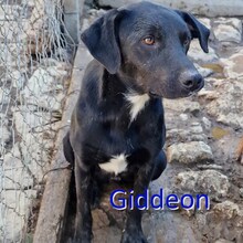 GIDDEON, Hund, Mischlingshund in Bulgarien