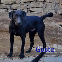 GUSTO, Hund, Mischlingshund in Bulgarien