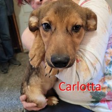CARLOTTA, Hund, Mischlingshund in Bulgarien