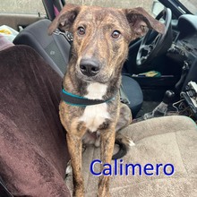 CALIMERO, Hund, Mischlingshund in Bulgarien