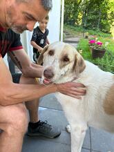QUEENY, Hund, Mastin del Pirineos in Usingen - Bild 1